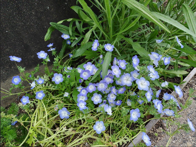 季節の花が咲き、敷地内を彩る