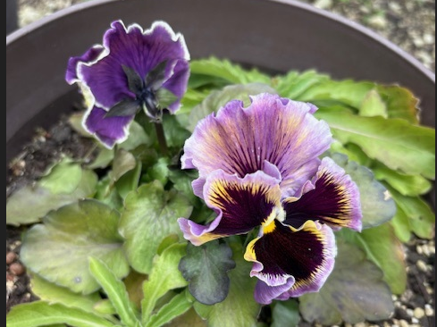 季節の花が咲き、敷地内を彩る