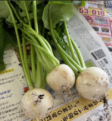 社員が協力して育てた野菜の一部