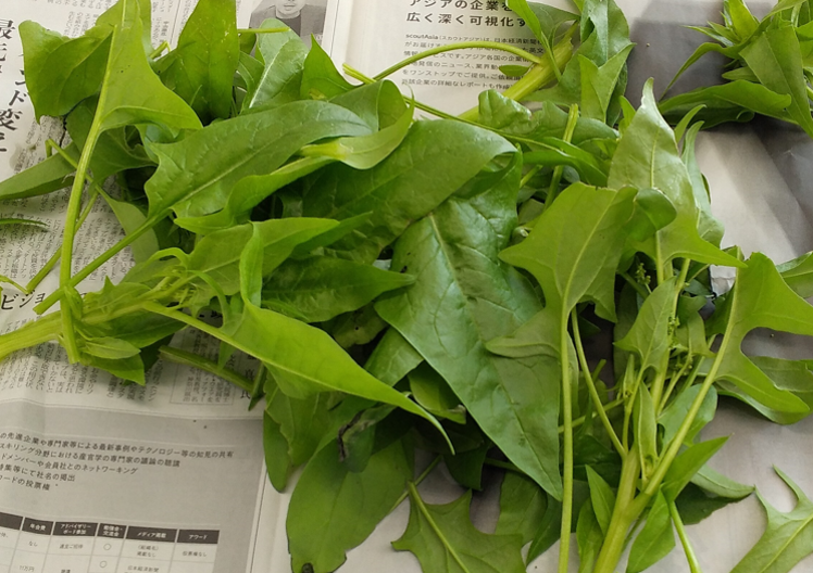 社員が協力して育てた野菜の一部